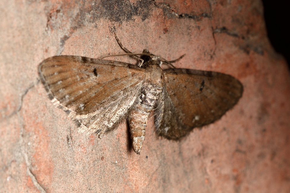 Eupithecia absinthiata - üröm-törpearaszoló