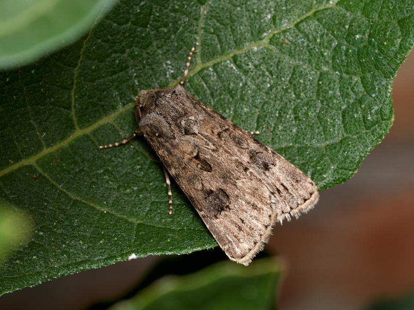 Agrotis bigramma - kétjegyű földibagoly