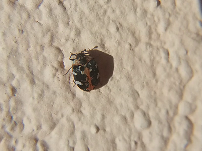 Anthrenus scrophulariae - nagy múzeumbogár