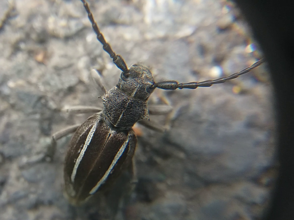 Neodorcadion bilineatum - kétsávos földicincér
