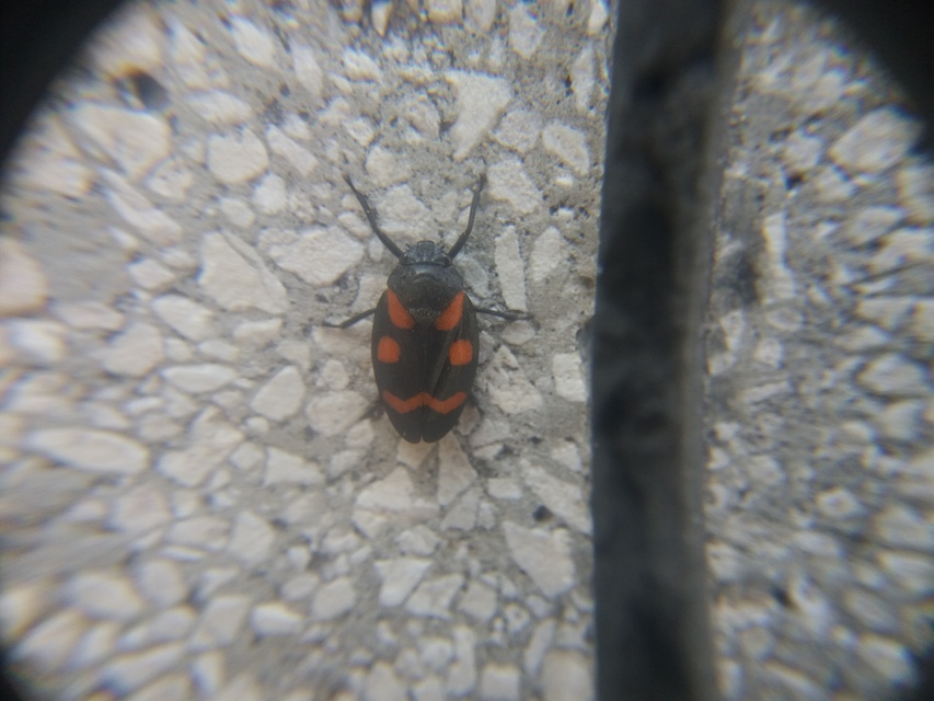 Cercopis sanguinolenta