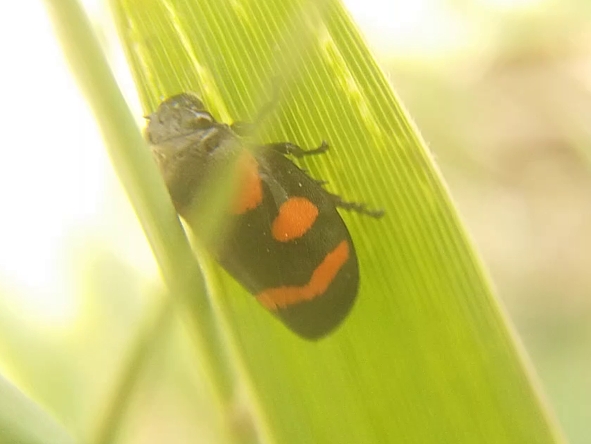 Cercopis sanguinolenta