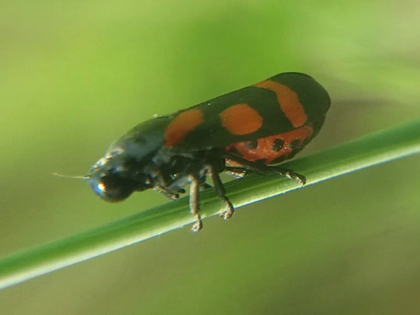 Cercopis sanguinolenta