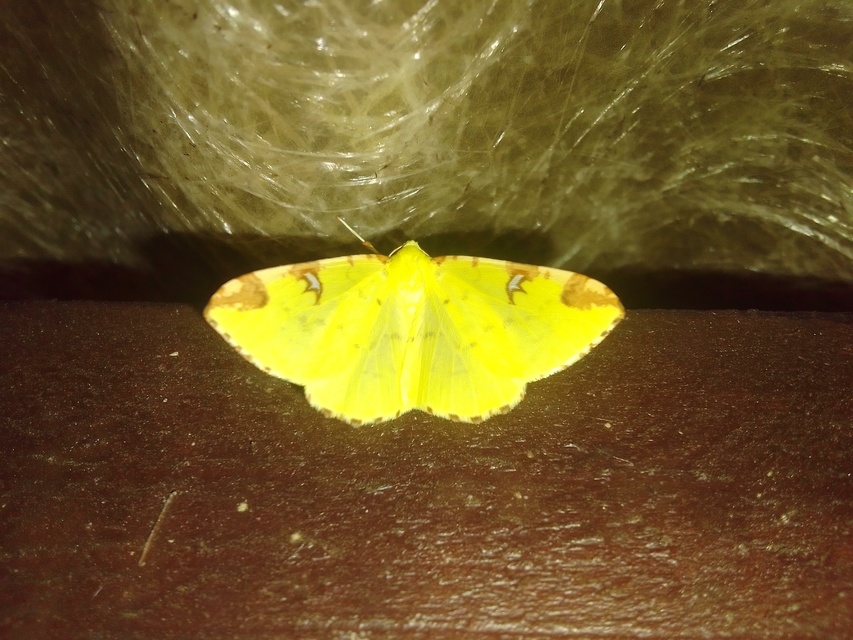 Opisthograptis luteolata - citromsárga araszoló