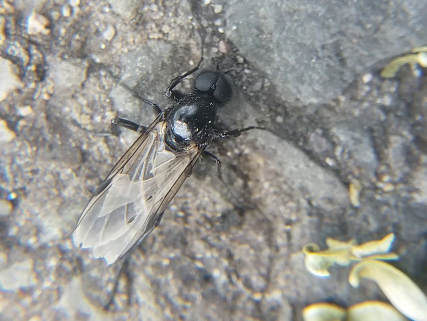 Bibionidae - bársonylegyek