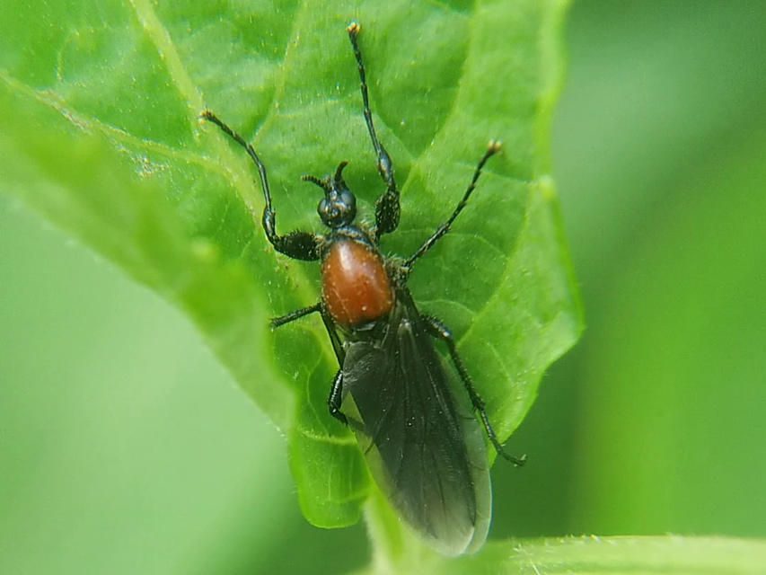 Bibionidae - bársonylegyek