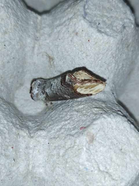 Phalera bucephala - sárgafoltos púposszövő