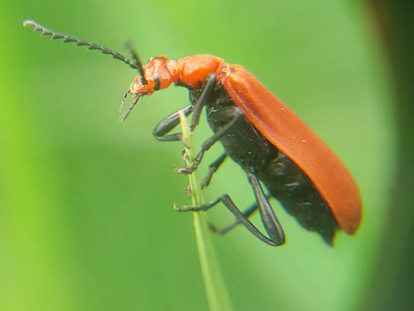 Pyrochroa serraticornis - közép-bíborbogár
