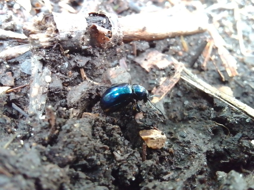 Chrysochus asclepiadeus - tündöklő méreggyiloklevelész