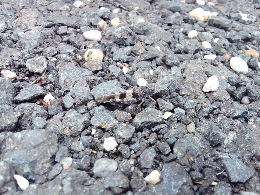 Oedipoda caerulescens - kékszárnyú sáska