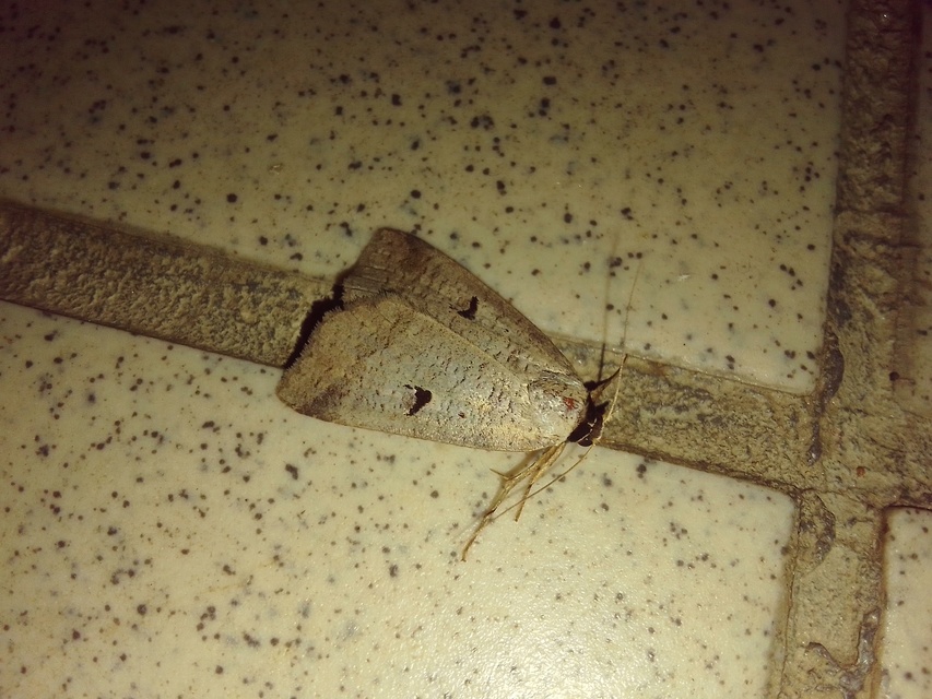Lygephila pastinum - közönséges csüdfűbagoly