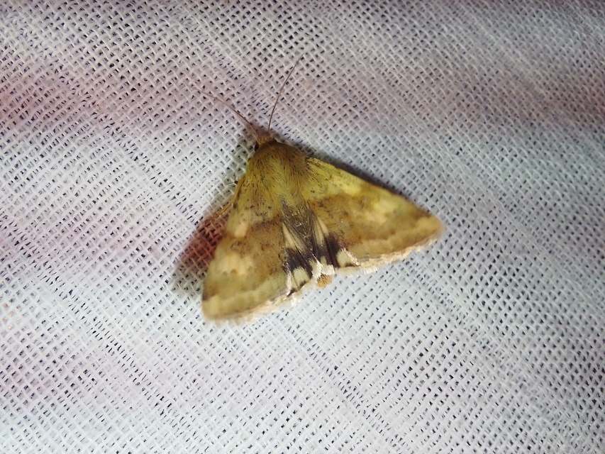 Heliothis viriplaca - mácsonyabagoly