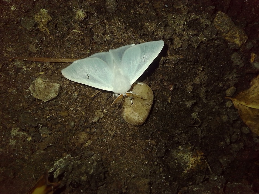 Arctornis l-nigrum - L-betűs gyapjaslepke