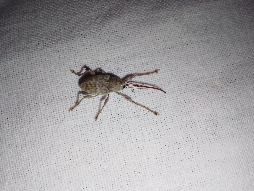 Curculio elephas - gesztenyezsuzsóka