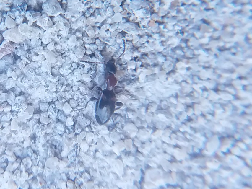 Anthelephila pedestris - hangyaszerű fürgebogár