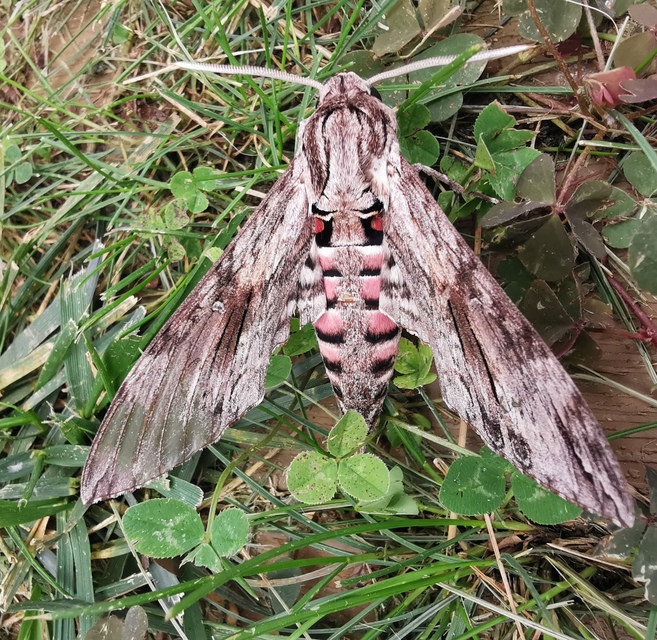 Agrius convolvuli - szulákszender