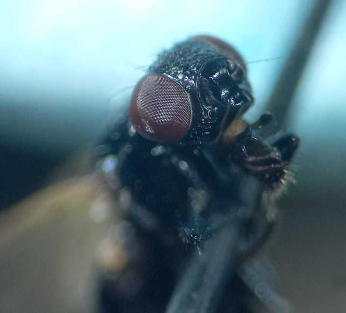 Ulidia nigripennis