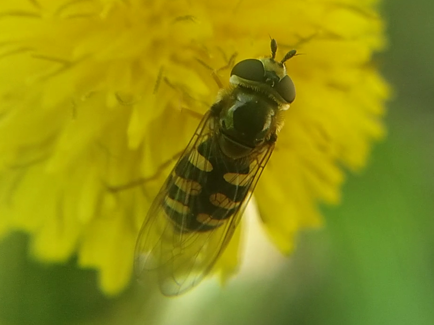 Eupeodes