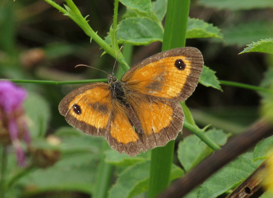 Pyronia tithonus - kis ökörszemlepke
