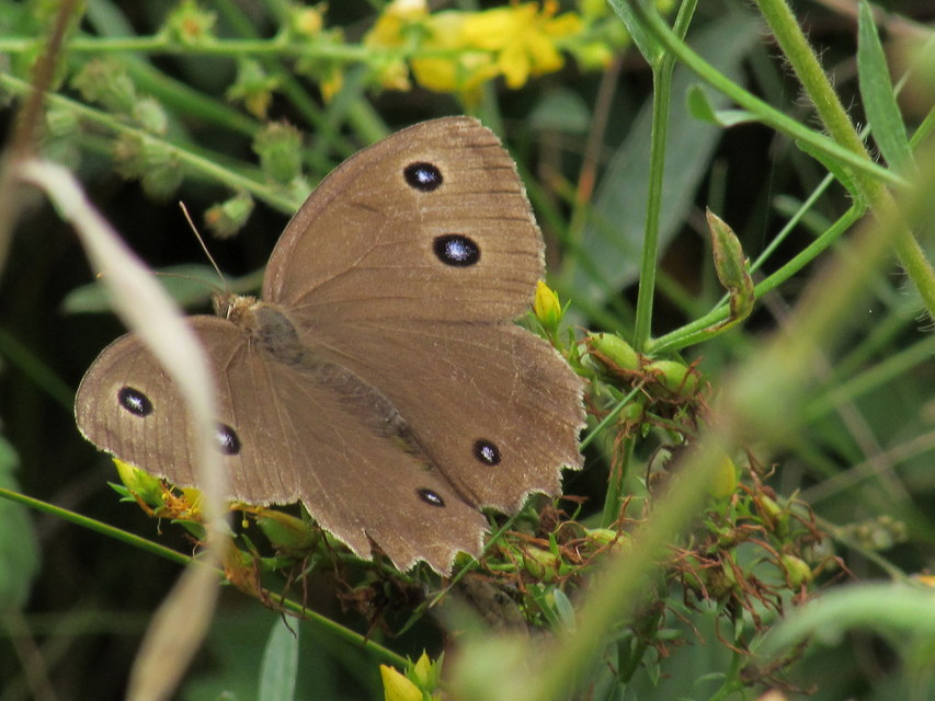 Minois dryas - fekete szemeslepke