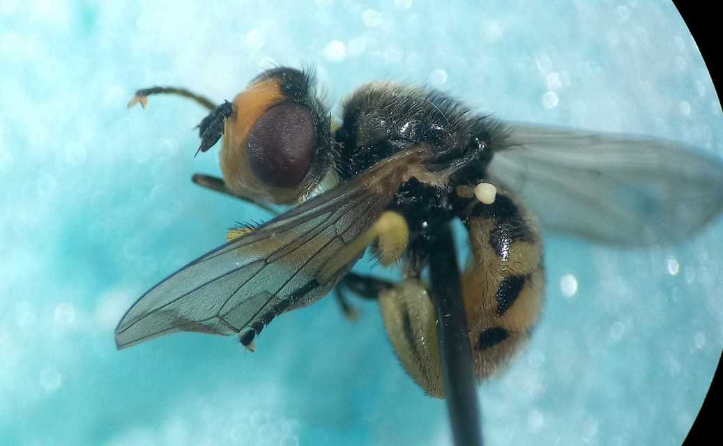 Dalmannia punctata