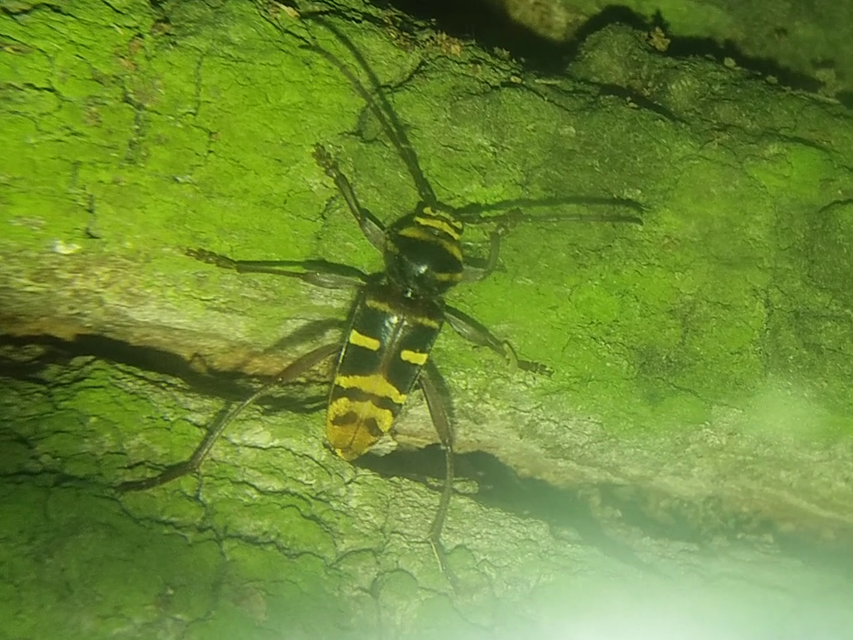 Plagionotus detritus - sárgafarú darázscincér
