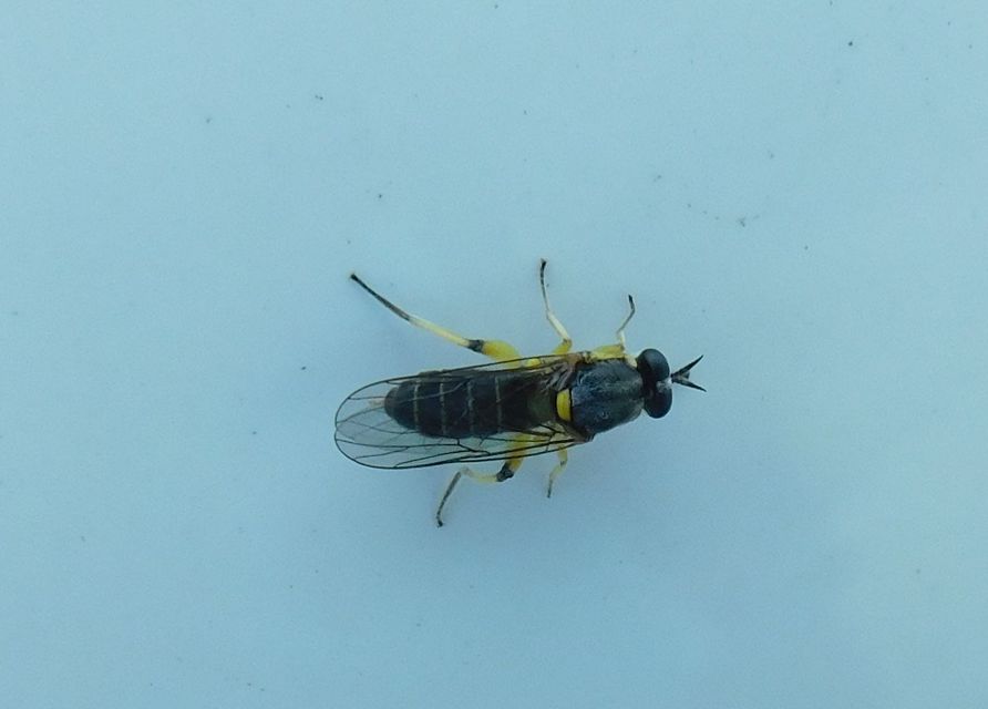 Solva marginata
