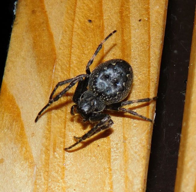 Nuctenea umbratica - közönséges rés-keresztespók
