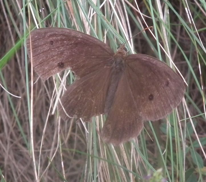 Minois dryas - fekete szemeslepke