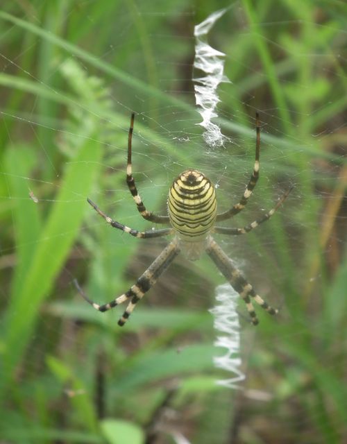 Argiope bruennichi - darázspók