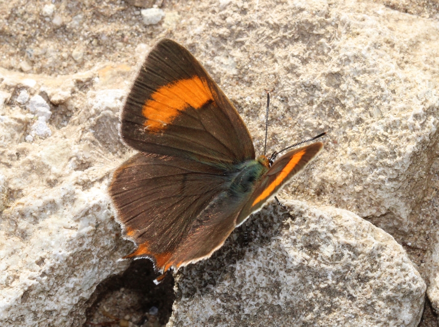 Thecla betulae - nyírfalepke
