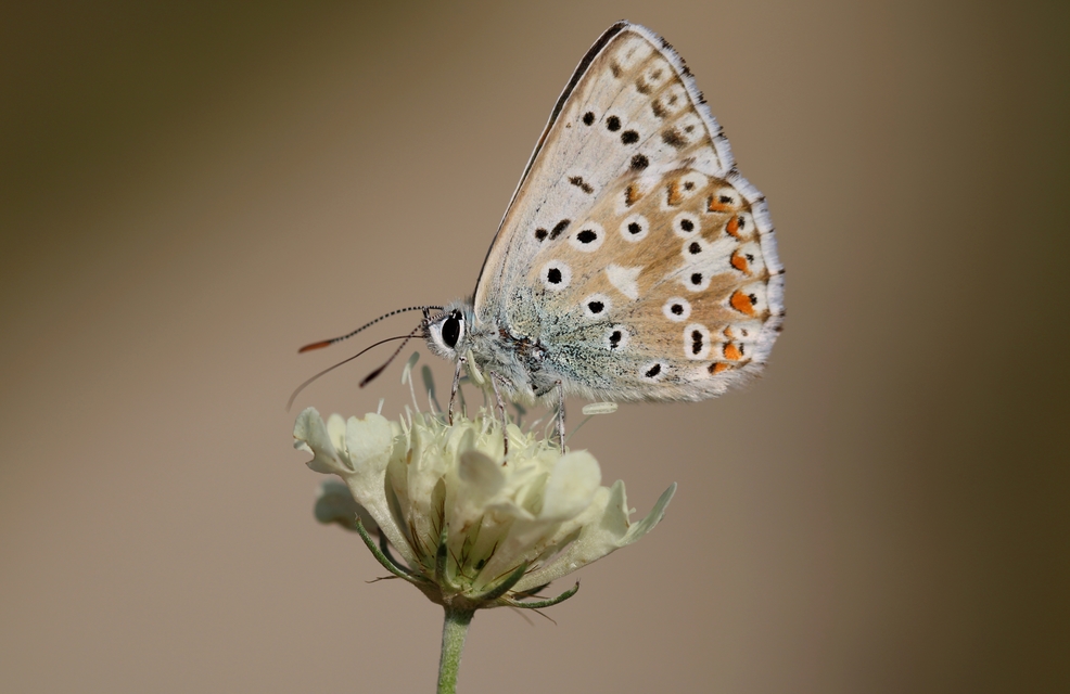 Polyommatus coridon - ezüstkék boglárka