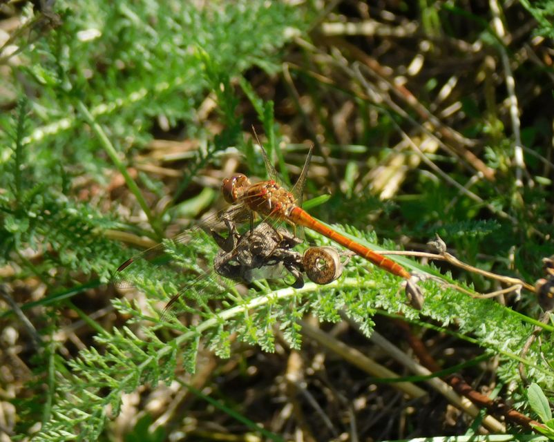 Sympetrum meridionale - fakó katona-szitakötő