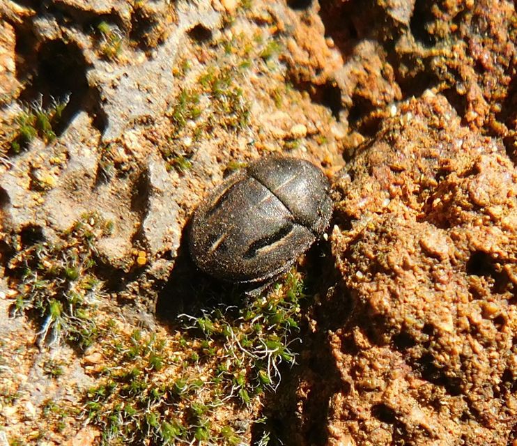 Odontoscelis Odontoscelis