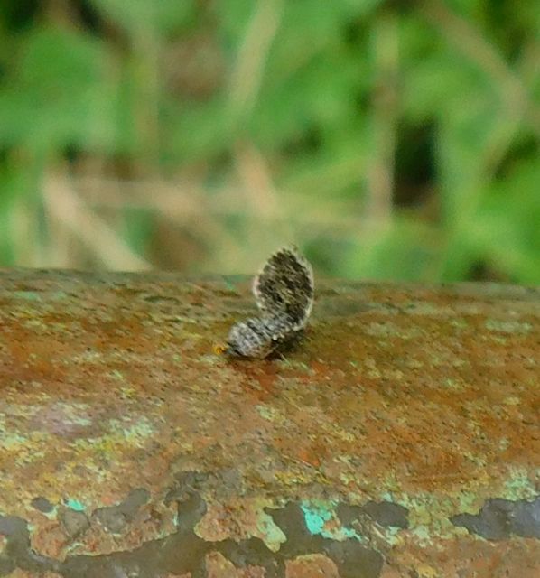 Callopistromyia annulipes - pávalégy