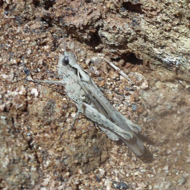 Chorthippus (Glyptobothrus) (subgenus)