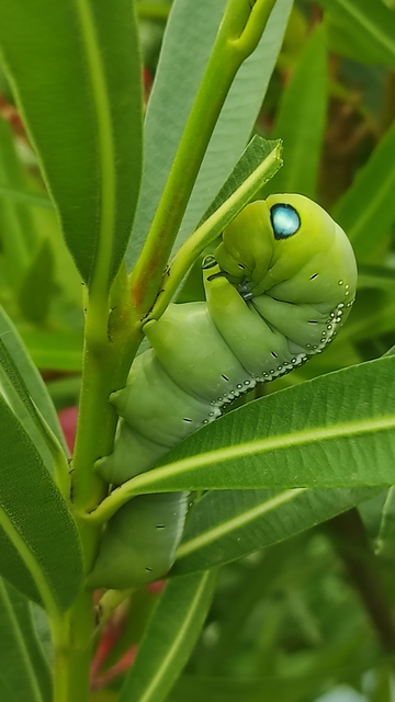 oleanderszender - Daphnis nerii