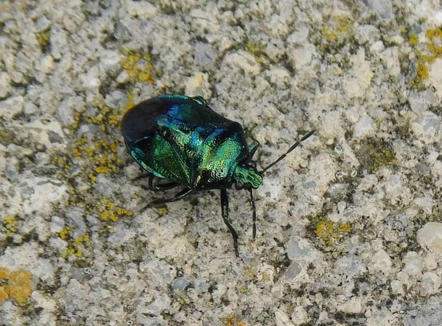 Zicrona caerulea - acélkék poloska Zicrona caerulea - acélkék poloska