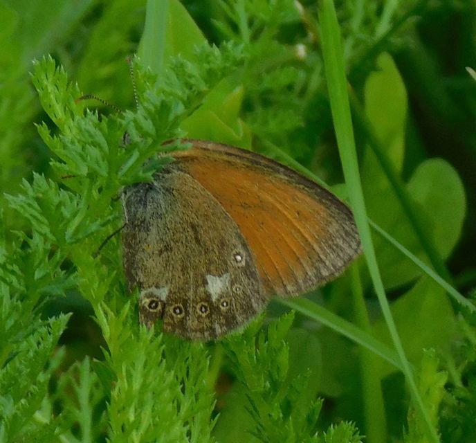 Coenonympha glycerion - közönséges szénalepke