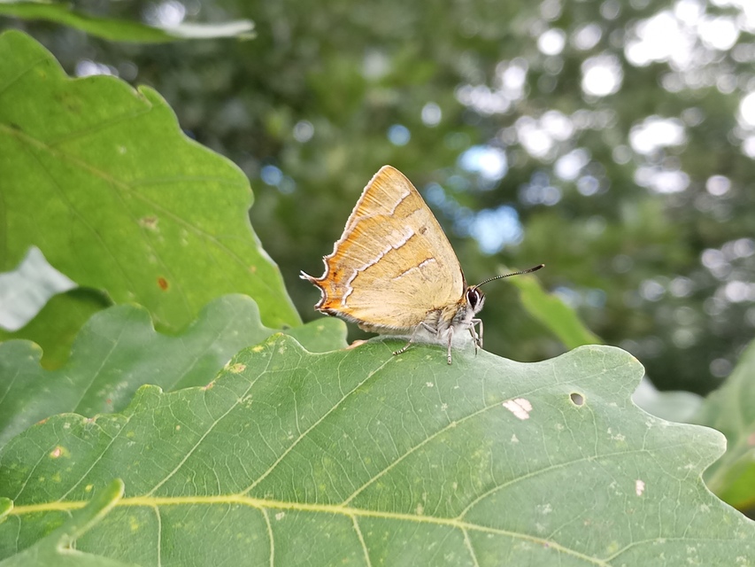 Thecla betulae - nyírfalepke