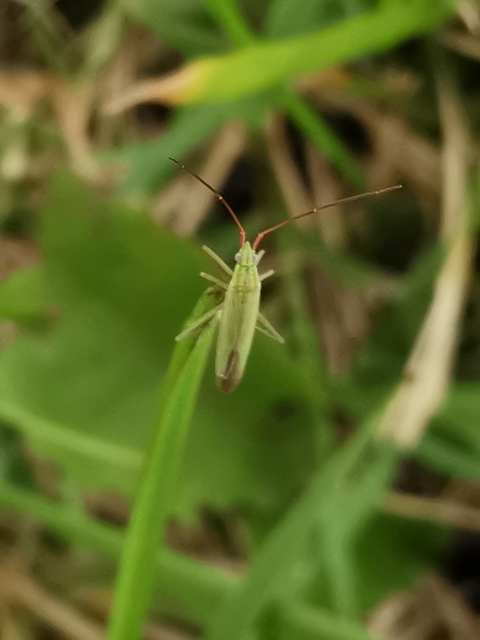 Trigonotylus