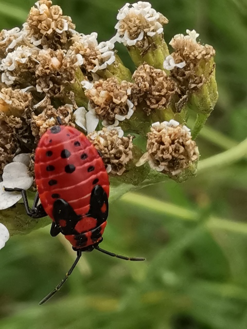 Lygaeus equestris/simulans