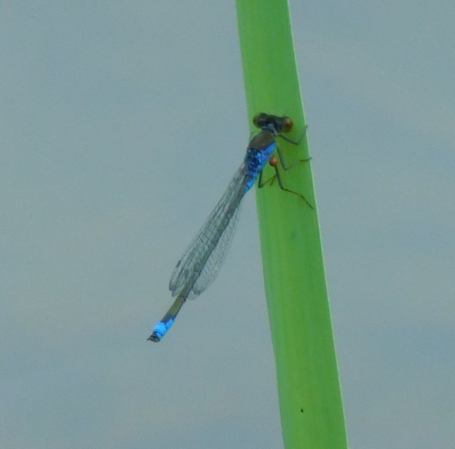 Erythromma viridulum - kis pirosszemű-légivadász
