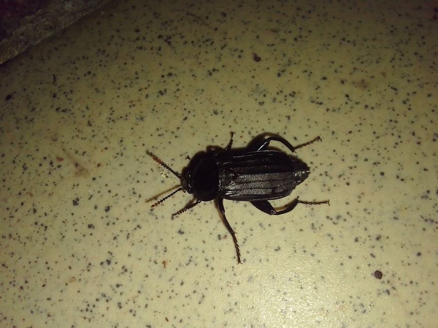 Necrodes littoralis - nagy dögbogár