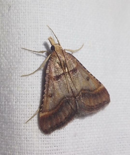 Stemmatophora honestalis - karsztlakó fényilonca