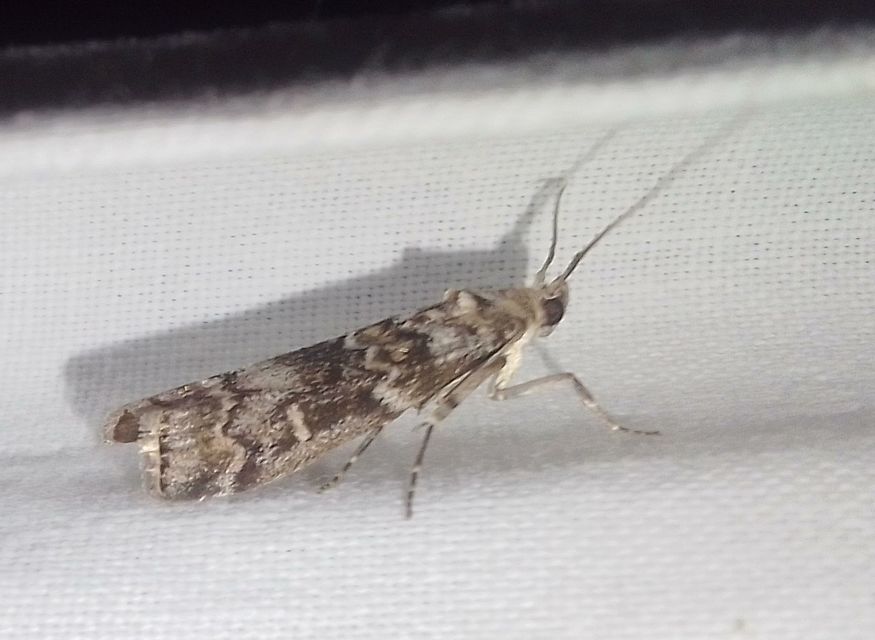 Dioryctria