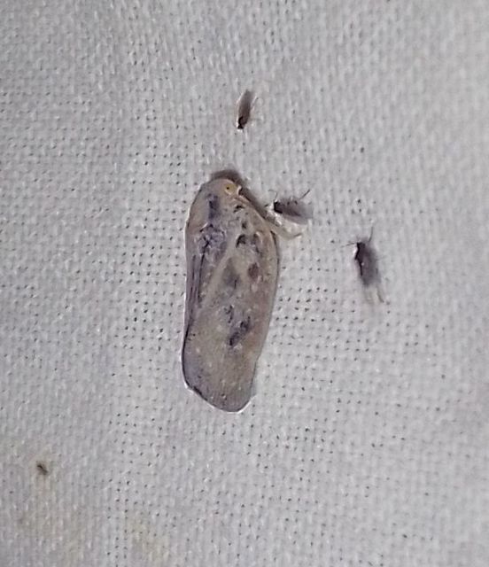 Metcalfa pruinosa - amerikai lepkekabóca