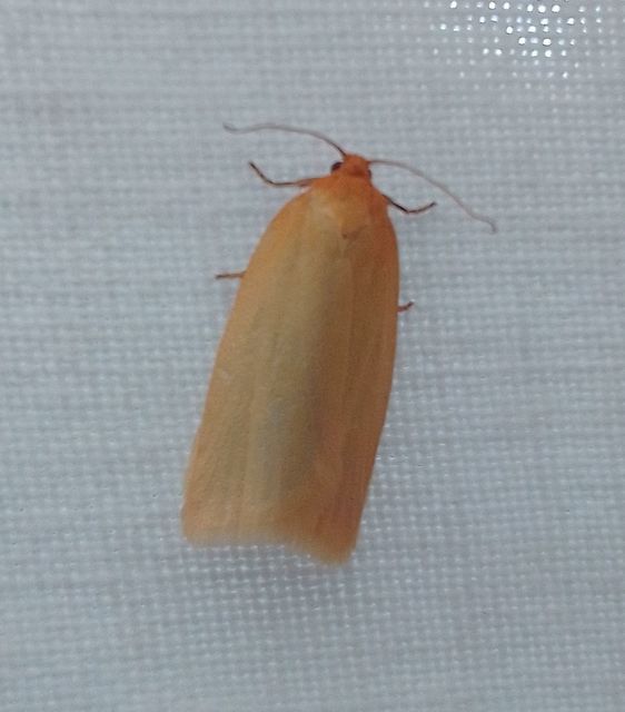 Aphelia paleana - sápadt sodrómoly