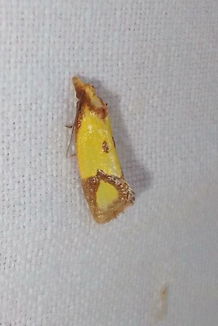 Agapeta zoegana - barnacsíkos sárgamoly