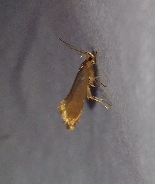 Crassa tinctella/unitella